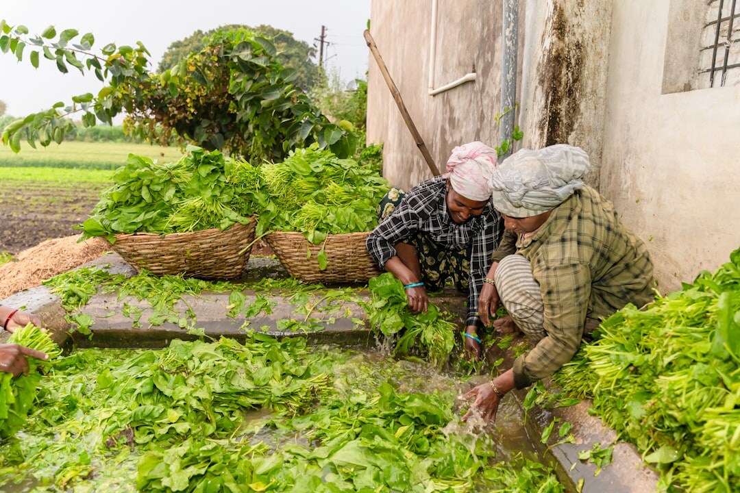 elderly people gardening together